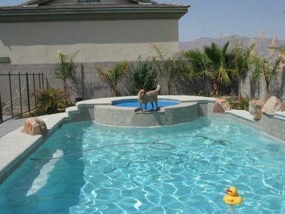 The left side of a tan Australian Cattledog that is standing on a wall between a jacuzzi and a pool